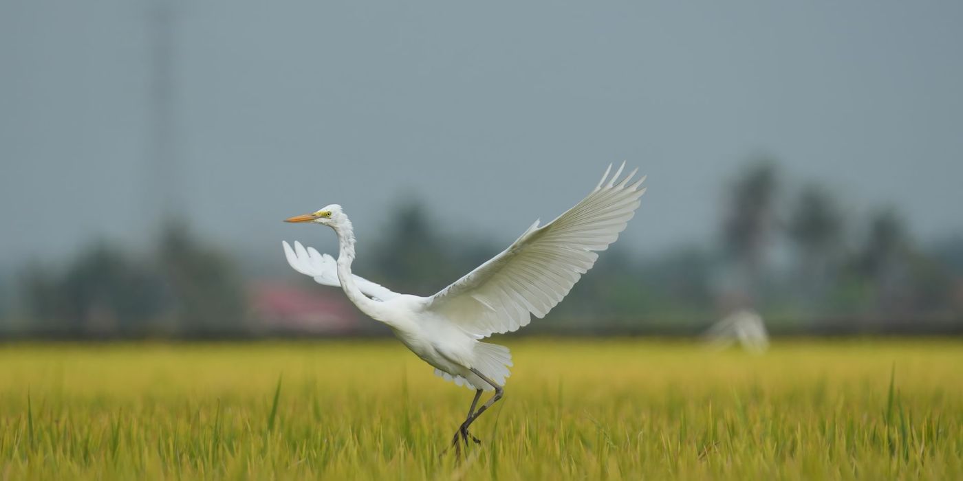 Sawah padi di Kedah